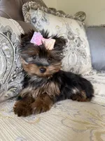 AKC Nola, a female Yorkshire Terrier for sale in Willowbrook, IL – 1 of 3