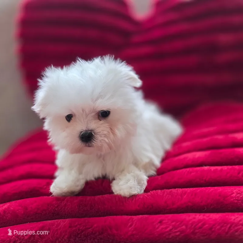 AKC Benz – Maltese puppy for sale in Willowbrook, IL