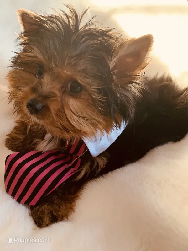 AKC Teacup Cosmo – Yorkshire Terrier puppy for sale in Willowbrook, IL