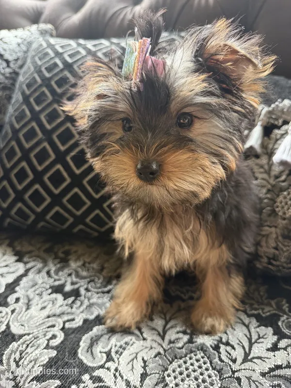 AKC Nala – Yorkshire Terrier puppy for sale in Willowbrook, IL