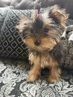 AKC Nala, a female Yorkshire Terrier for sale in Willowbrook, IL – 1 of 2