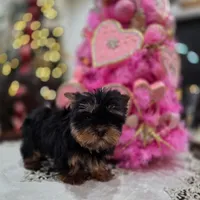 AKC Teacup Valentina , a female Yorkshire Terrier for sale in Bolingbrook, IL – Photo 2 of 2
