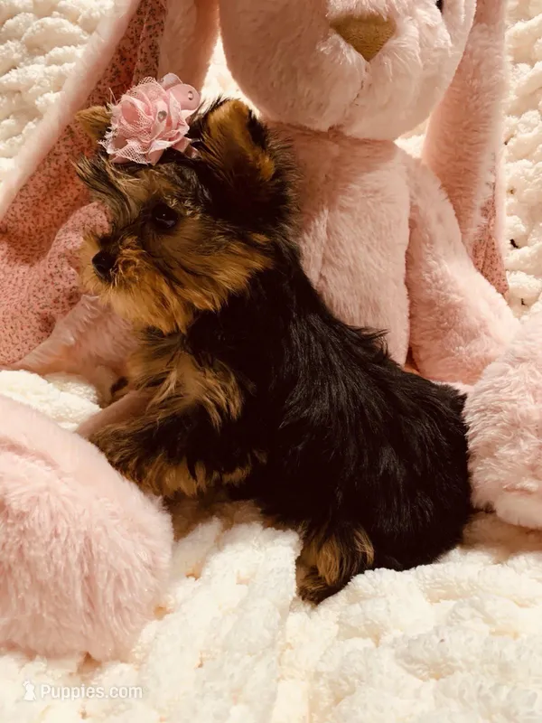 AKC Teacup Valentina  – Yorkshire Terrier puppy for sale in Bolingbrook, IL