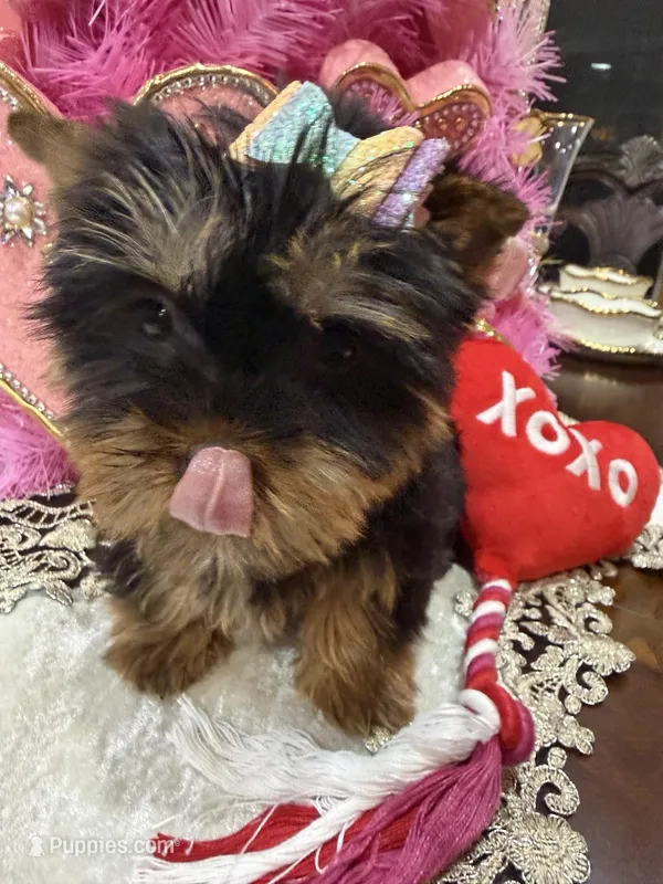 AKC Teacup Valentina 