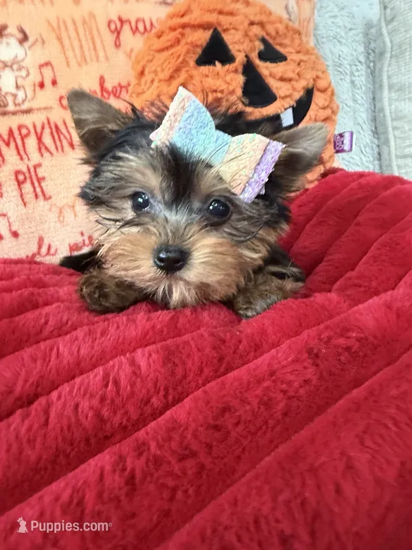 AKC Luna – Yorkshire Terrier puppy for sale in Willowbrook, IL