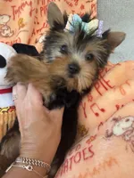 AKC Havana, a female Yorkshire Terrier for sale in Willowbrook, IL – 4 of 4