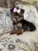 AKC Nola, a female Yorkshire Terrier for sale in Willowbrook, IL – 2 of 3