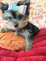 AKC Luna, a female Yorkshire Terrier for sale in Willowbrook, IL – 2 of 3