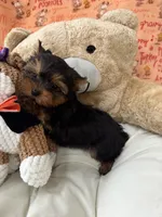 AKC Spooky, a male Yorkshire Terrier for sale in Willowbrook, IL – 3 of 3