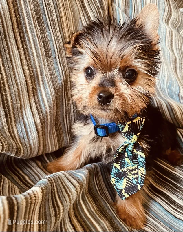 Twix – Yorkshire Terrier puppy for sale in Miami, FL