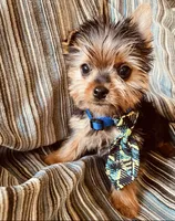 Twix, a male Yorkshire Terrier for sale in Miami, FL – 1 of 1