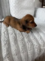 AKC Daisy, a female Miniature Dachshund for sale in Willowbrook, IL – 2 of 2