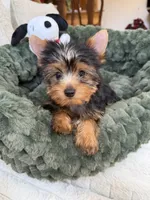 AKC Knox, a male Yorkshire Terrier for sale in Willowbrook, IL – 2 of 2