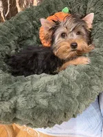 AKC Snickers, a male Yorkshire Terrier for sale in Willowbrook, IL – 2 of 2