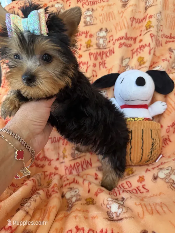 AKC Havana – Yorkshire Terrier puppy for sale in Willowbrook, IL
