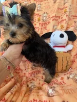 AKC Havana, a female Yorkshire Terrier for sale in Willowbrook, IL – 1 of 4