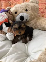 AKC Spooky, a male Yorkshire Terrier for sale in Willowbrook, IL – 2 of 3