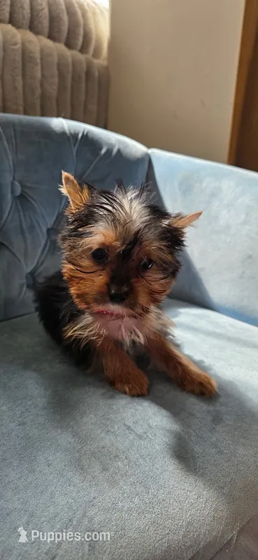 Teacup AKC Reg – Yorkshire Terrier puppy for sale in Miami, FL