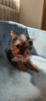 Teacup AKC Reg, a male Yorkshire Terrier for sale in Miami, FL – 1 of 3