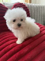 AKC Benz, a male Maltese for sale in Willowbrook, IL – 2 of 2