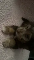 Slim-Jim, a male Yorkipoo for sale in Bowling Green, KY – 5 of 8