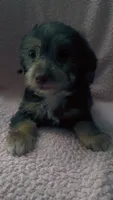 Slim-Jim, a male Yorkipoo for sale in Bowling Green, KY – 2 of 8