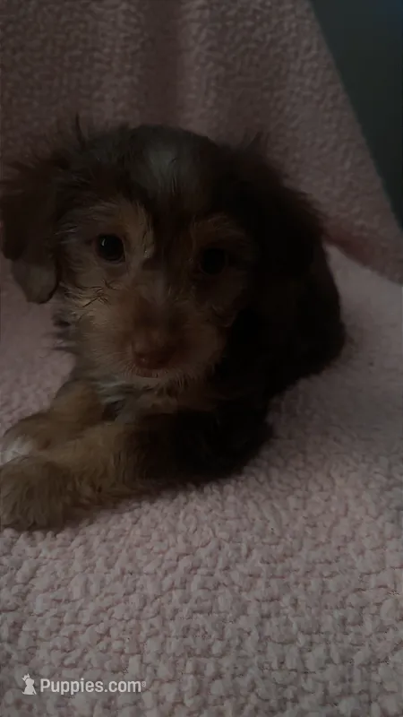 Slim-Jim – Yorkipoo puppy for sale in Bowling Green, KY