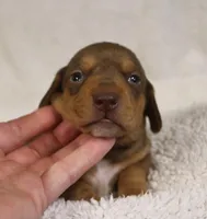 Short Haired Chocolate and Tan Male, a male Dachshund for sale in Salem, IA – 2 of 7