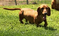 Short Coat Cream Female, a female Dachshund for sale in Salem, IA – 7 of 7
