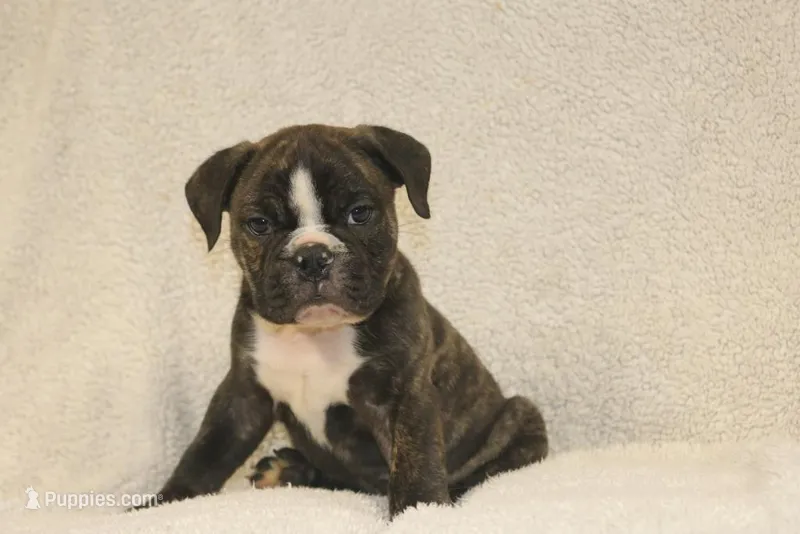 Bubby – English Bulldog puppy for sale in Salem, IA