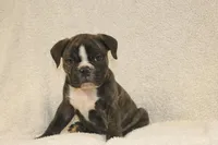 Bubby, a male English Bulldog for sale in Salem, IA – 1 of 4