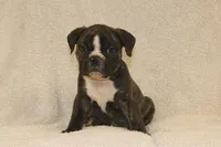 Bubby, a male English Bulldog for sale in Salem, IA – 2 of 4