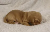 Short Coat Cream Male, a male Dachshund for sale in Salem, IA – 3 of 7