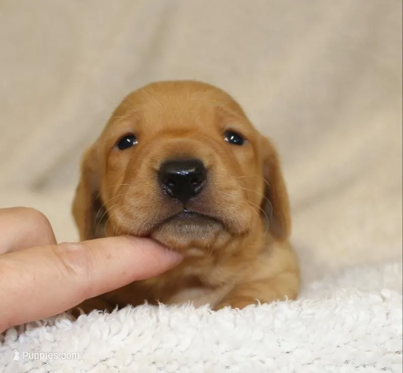 Short Coat Cream Female – Dachshund puppy for sale in Salem, IA