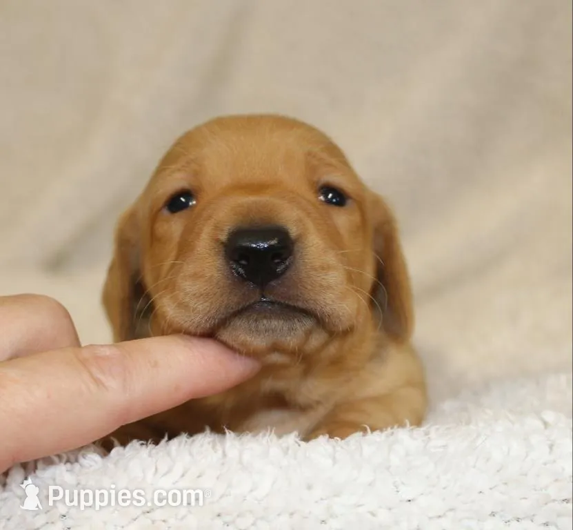 Short Coat Cream Female, a female Dachshund for sale in Salem, IA – 1 of 7