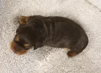 Chocolate and Tan Long Coat, a male Dachshund for sale in Salem, IA – 5 of 7