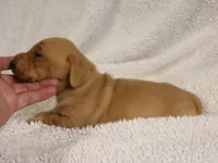 Short Coat Cream Female, a female Dachshund for sale in Salem, IA – 4 of 7