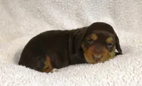 Chocolate and Tan Long Coat, a male Dachshund for sale in Salem, IA – 4 of 7