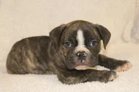Bubby, a male English Bulldog for sale in Salem, IA – 3 of 4