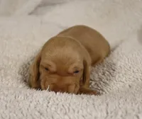 Short Coat Cream Male, a male Dachshund for sale in Salem, IA – 4 of 7