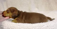 Short Haired Chocolate and Tan Male, a male Dachshund for sale in Salem, IA – 5 of 7