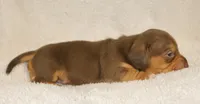 Short Haired Chocolate and Tan Male, a male Dachshund for sale in Salem, IA – 4 of 7