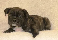 Bao, a male English Bulldog and Pug for sale in Salem, IA – 3 of 4