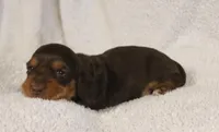 Chocolate and Tan Long Coat, a male Dachshund for sale in Salem, IA – 2 of 7