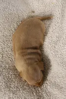 Short Coat Cream Male, a male Dachshund for sale in Salem, IA – 5 of 7