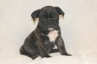 Bao, a male English Bulldog and Pug for sale in Salem, IA – 4 of 4