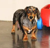Short Coat Cream Female, a female Dachshund for sale in Salem, IA – 6 of 7