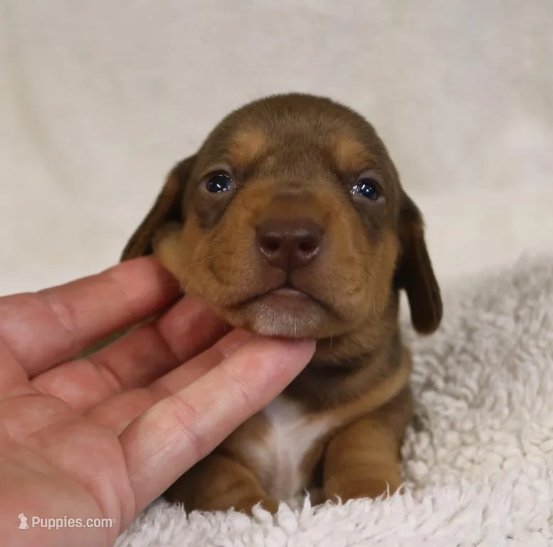 Short Haired Chocolate and Tan Male – Dachshund puppy for sale in Salem, IA