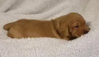 Short Coat Cream Female, a female Dachshund for sale in Salem, IA – 2 of 7