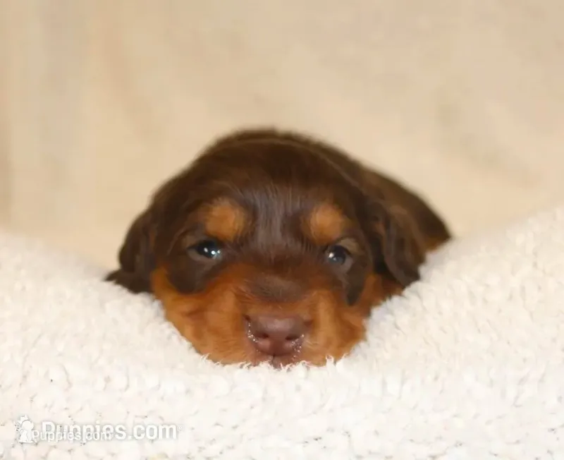 Chocolate and Tan Long Coat – Dachshund puppy for sale in Salem, IA